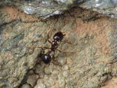 Monomorium algiricum