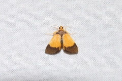 Ulopeza