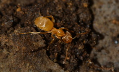 Lasius flavus