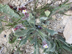 Anchusa