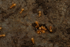 Lasius flavus