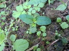 Bonnaya ruelloides