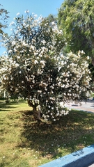 Nerium oleander