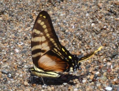 Neographium thyastes