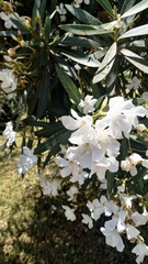 Nerium oleander