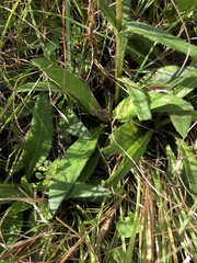 Helianthus heterophyllus