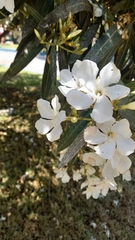 Nerium oleander