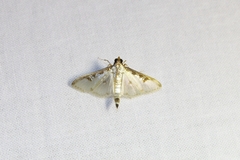 Margaroniini