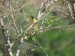 Spinus psaltria