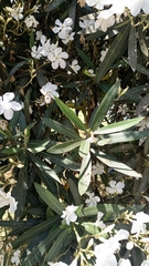 Nerium oleander
