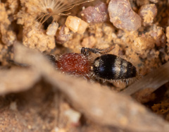 Bischoffitilla