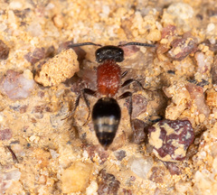 Bischoffitilla
