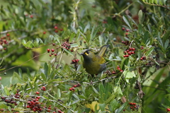 Liocichla steerii