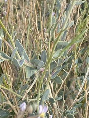 Zilla spinosa