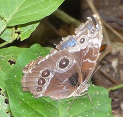 Morpho helenor