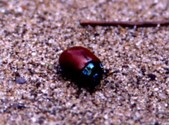 Chrysomela populi