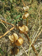 Physalis nicandroides
