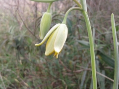 Fritillaria frankiorum