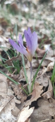 Crocus versicolor