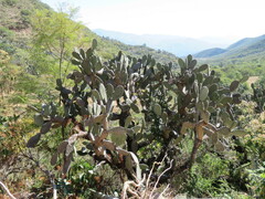 Opuntia streptacantha