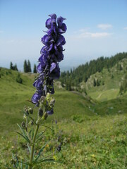 Aconitum soongaricum