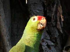Amazona autumnalis salvini