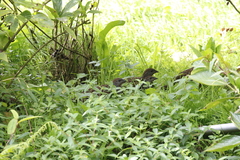 Bambusicola sonorivox