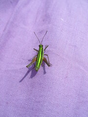 Gomphomastax clavata clavata