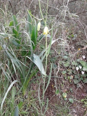 Fritillaria frankiorum