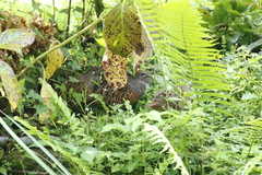 Bambusicola sonorivox