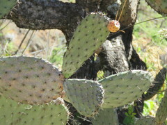Opuntia streptacantha