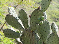 Opuntia streptacantha