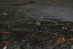Cinclus pallasii