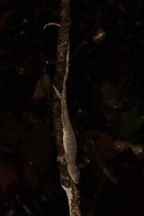 Anolis fuscoauratus