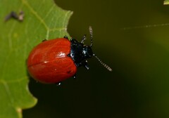 Chrysomela populi