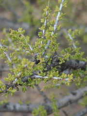 Condalia warnockii