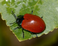 Chrysomela populi