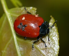 Chrysomela populi