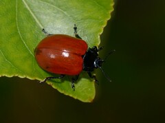 Chrysomela populi