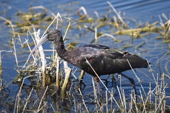 Plegadis falcinellus