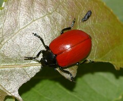 Chrysomela populi