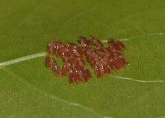 Chrysomela populi