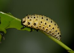 Chrysomela populi