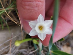 Narcissus dubius