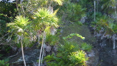 Acoelorraphe wrightii