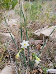 Narcissus dubius