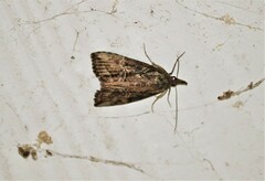 Hypena scabra