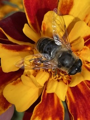 Eristalis tenax