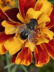 Eristalis tenax