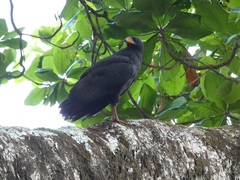 Buteogallus anthracinus